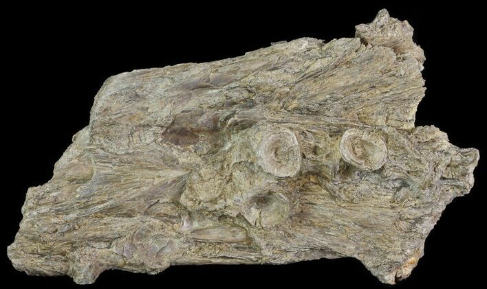 Cimolichthys (Cretaceous Fish) Skull Section - Kansas #66884
